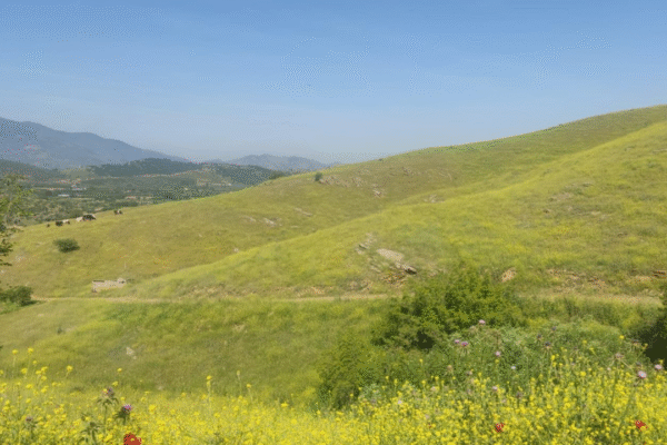 DSİ’nin projesine zeytinlik vetosu!