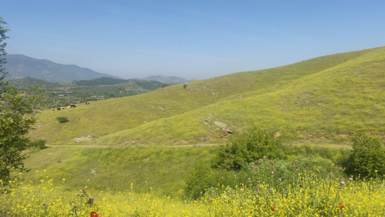 DSİ’nin projesine zeytinlik vetosu!