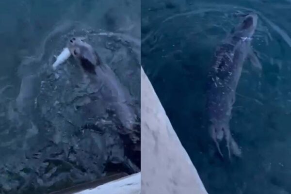 Bodrum’da rıhtımda fok görüntülendi Bodrum’da rıhtımda fok görüntülendi
