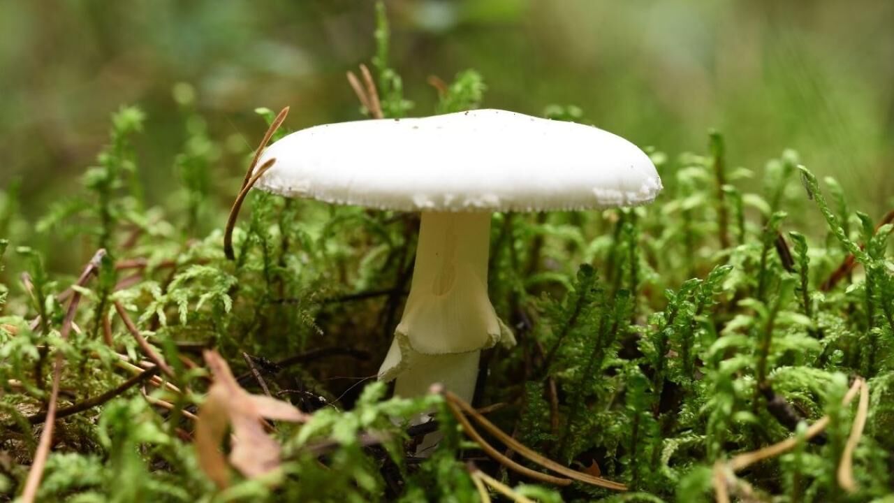 Dünyanın en zehirli mantarı daha ölümcül olmaya başladı