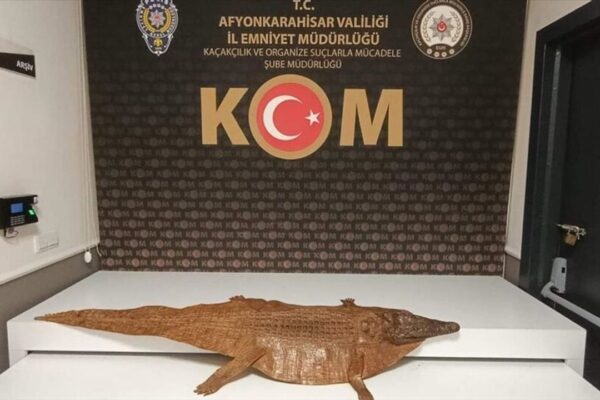 Afyonkarahisar’da timsah derisi ele geçirild... Afyonkarahisar’da timsah derisi ele geçirild...
