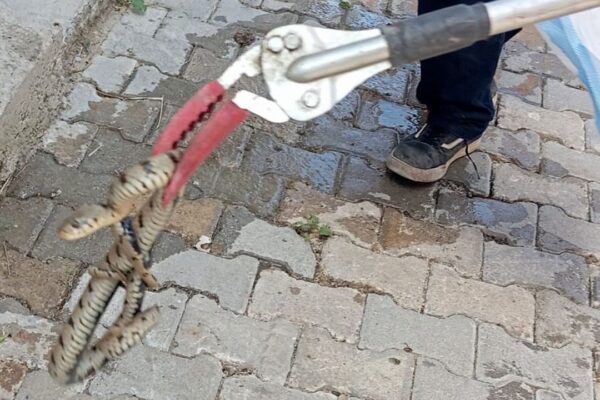 Evde yılan alarmı: İtfaiye devreye girdi Evde yılan alarmı: İtfaiye devreye girdi