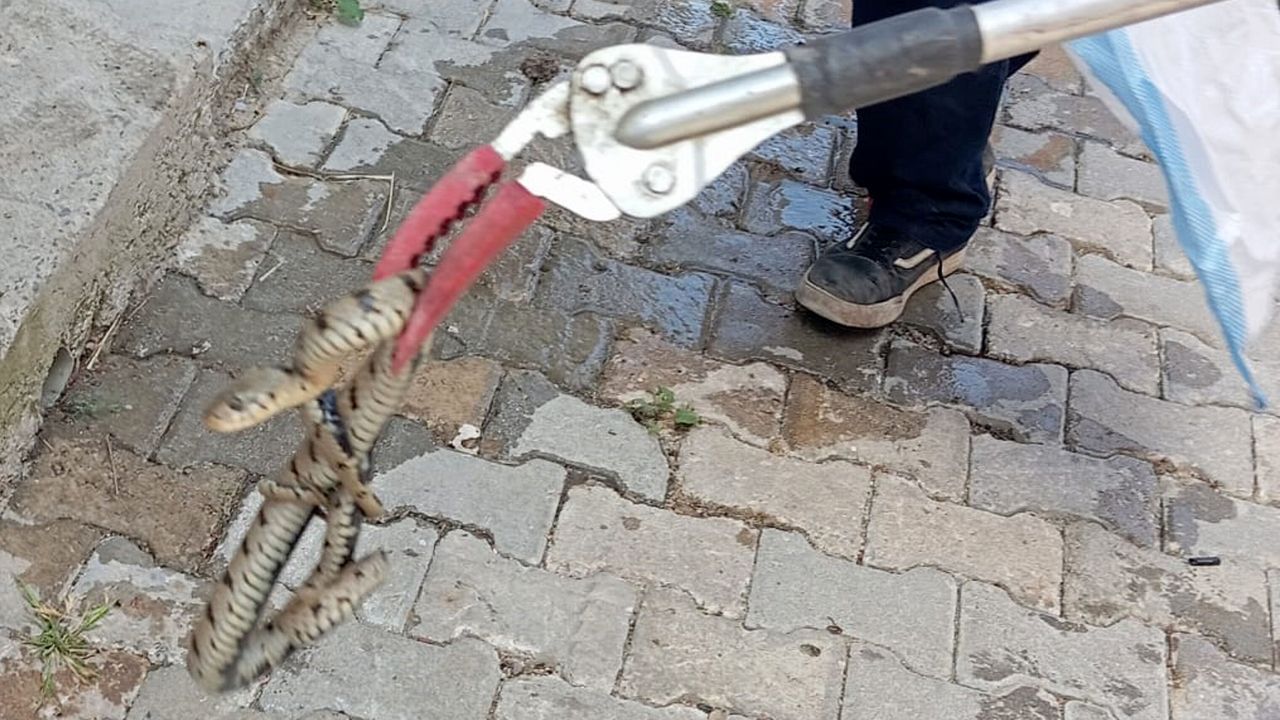 Evde yılan alarmı: İtfaiye devreye girdi