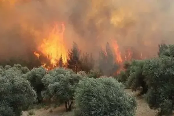Orman yangınlarına ilişkin 6 kişi hakkında tutukla...